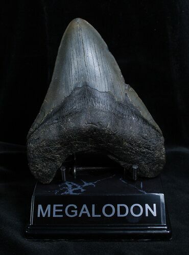 Inch Georgia Megalodon Tooth #1360